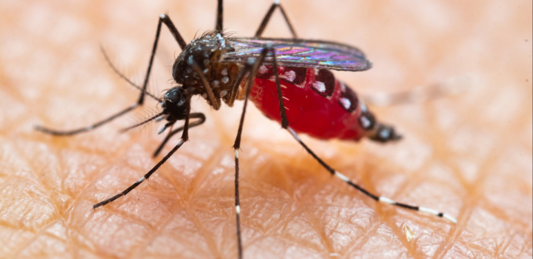 Avrupa’da salgın uyarısı. Sivrisinekler yayıyor, Türkiye de risk altında