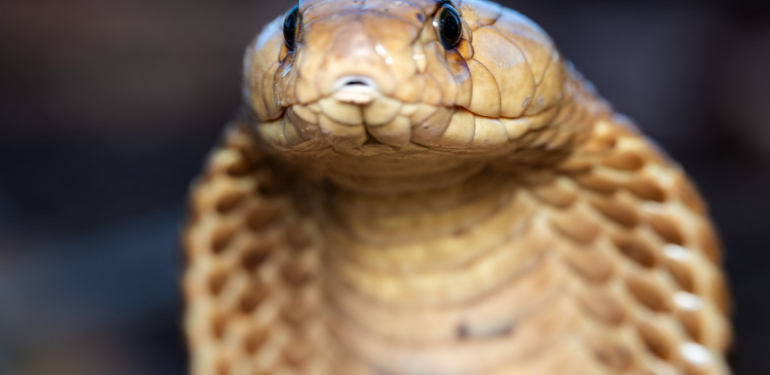 Dünyanın en işlek tren ağını kral kobralar istila etti