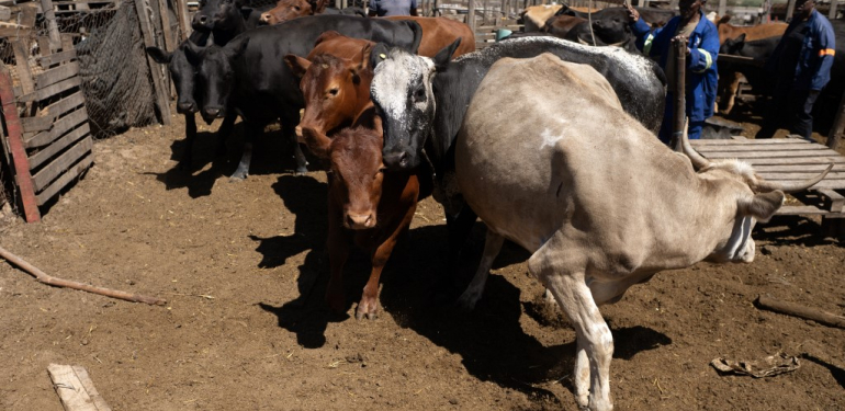 Güney Afrika’da şap salgını. “Ulusal afet hali” ilan edildi