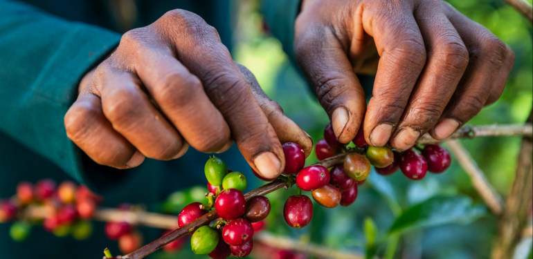 Kahve üretimi tehlikede. Sıcaklıklar düşmüyor, fiyat yükseliyor