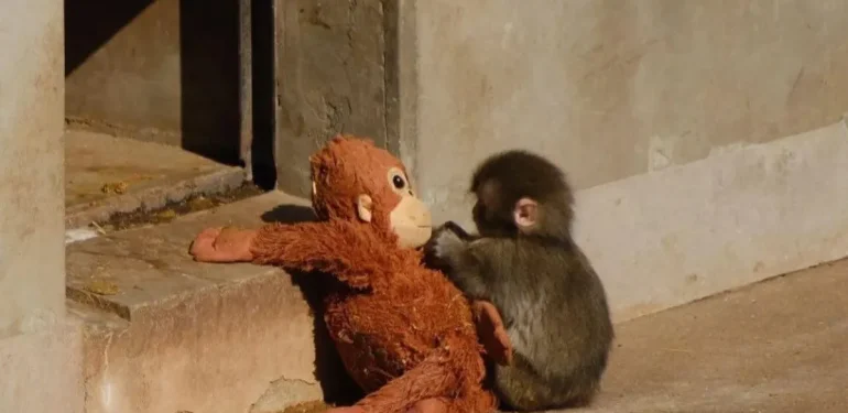 Yavru maymun bir fotoğrafla ünlü oldu, oyuncakları yok satıyor, binlerce dolar teklif eden de var