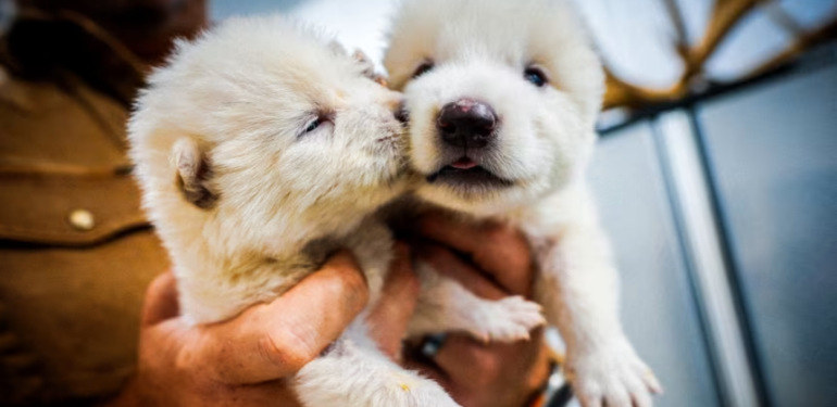 Yedekleme planı devrede, yok oluşa karşı genetik kalkan